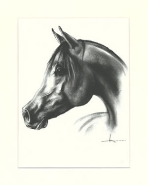 Pferd 27