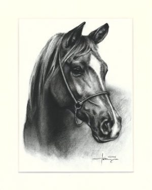 Pferd 28