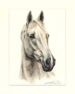 Pferd 29