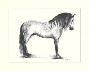 Pferd 30