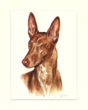 Pharaonenhund 01
