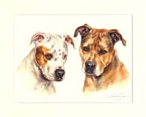 Pitbull 01