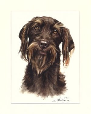 Pudelpointer 01