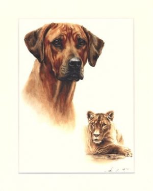 Rhodesian Ridgeback 01