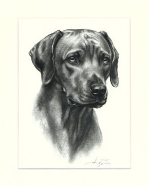Rhodesian Ridgeback 02