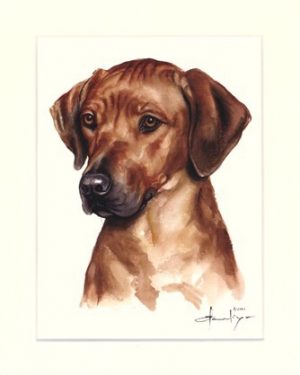 Rhodesian Ridgeback 03