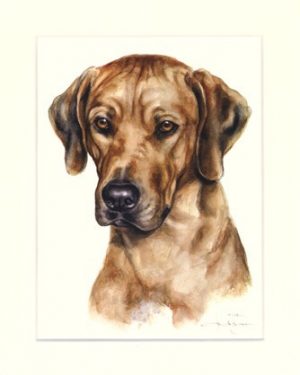 Rhodesian Ridgeback 04