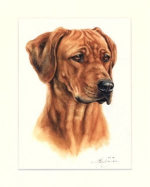 Rhodesian Ridgeback 05