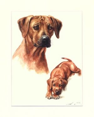 Rhodesian Ridgeback 06