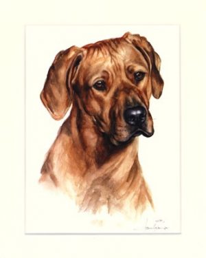 Rhodesian Ridgeback 07