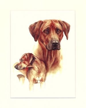 Rhodesian Ridgeback 08
