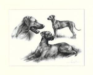 Rhodesian Ridgeback 09