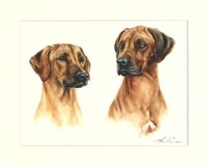 Rhodesian Ridgeback 10