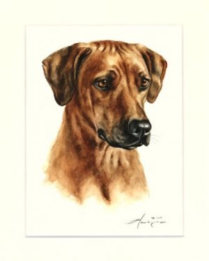 Rhodesian Ridgeback 11