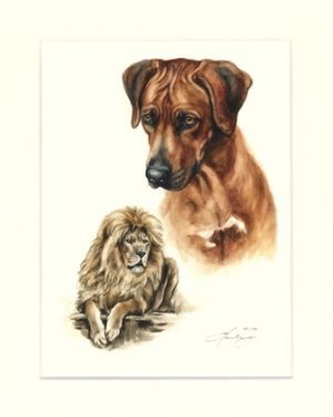 Rhodesian Ridgeback 12