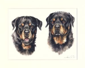 Rottweiler 06