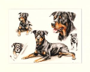 Rottweiler 07