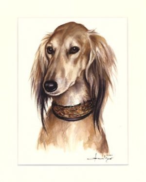 Saluki 01