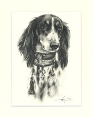 Saluki 02