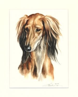 Saluki 03