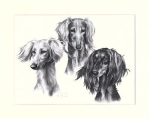 Saluki 04