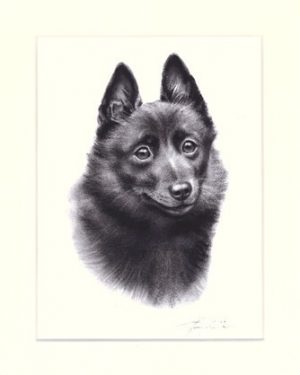 Schipperke 01
