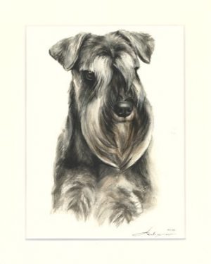 Schnauzer 01