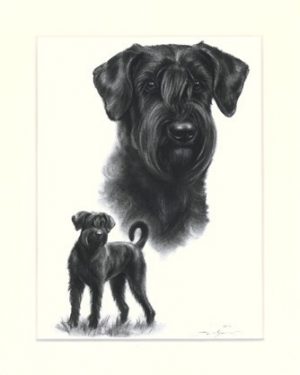 Schnauzer 02