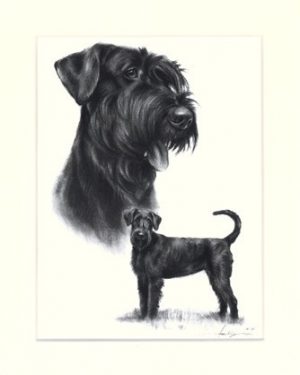 Schnauzer 03
