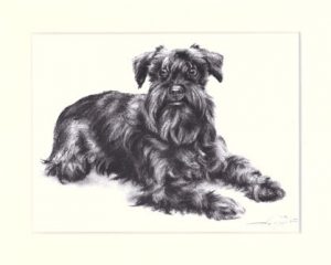 Schnauzer 04