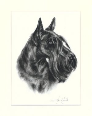 Scottish Terrier 01