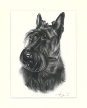 Scottish Terrier 02