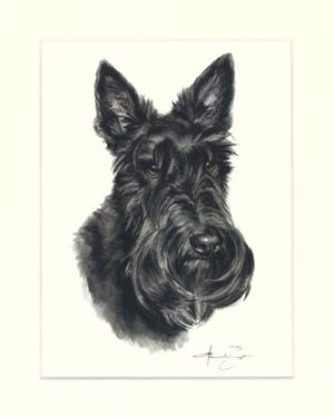 Scottish Terrier 03
