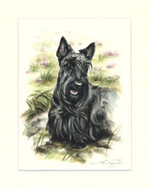 Scottish Terrier 04