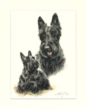 Scottish Terrier 05