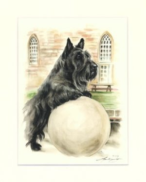 Scottish Terrier 07