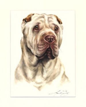 Shar Pei 01