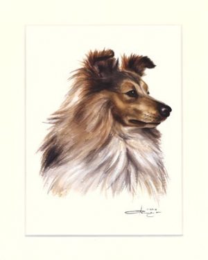 Sheltie 01