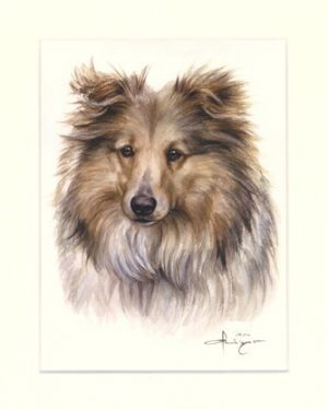 Sheltie 02