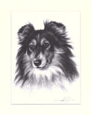 Sheltie 04