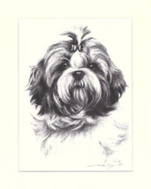 Shi Tzu 01