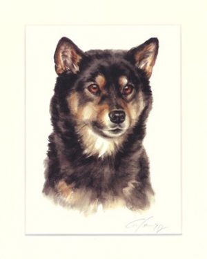 Shiba Inu 01