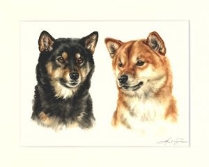 Shiba Inu 02