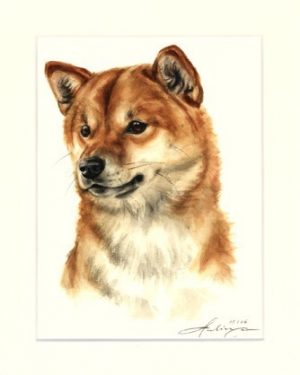 Shiba Inu 03