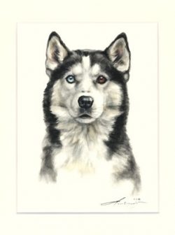 Siberian Husky 01