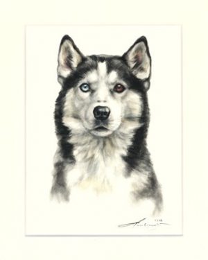 Siberian Husky 01