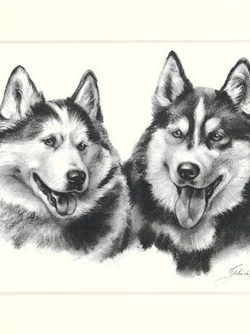 Siberian Husky 02