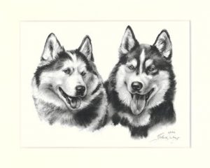 Siberian Husky 02