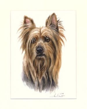 Silky Terrier 01