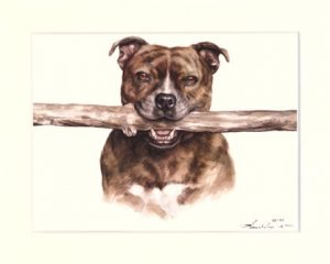 Staffordshire Terrier 01